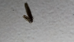 Diaphorina citri