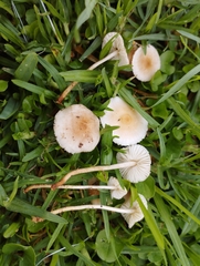 Crinipellis subtomentosa