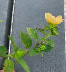 Sida cordifolia