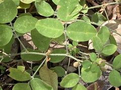 Lespedeza repens