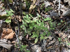 Lespedeza repens
