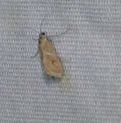Noctueliopsis