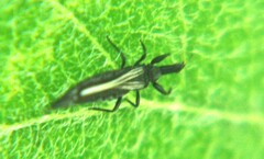 Phlaeothripidae