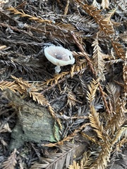 Lepiota atrodisca