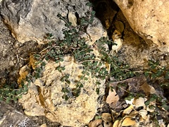 Euphorbia prostrata