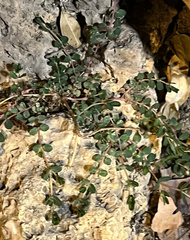 Euphorbia prostrata