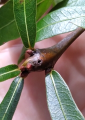 Zapatella quercusphellos