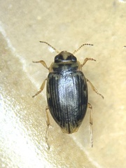 Oreodytes alpinus