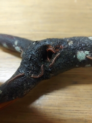 Helicorthomorpha holstii