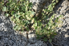 Emmenanthe penduliflora