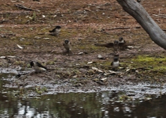 Petrochelidon nigricans