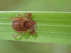 Haemaphysalis longicornis