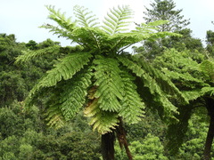 Sphaeropteris excelsa