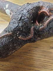 Helicorthomorpha holstii