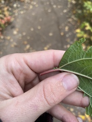 Viburnum opulus opulus