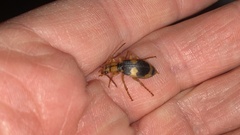 Pheropsophus jessoensis