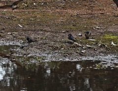 Petrochelidon nigricans
