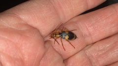 Pheropsophus jessoensis