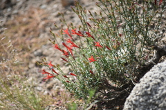 Ipomopsis tenuifolia