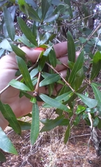 Zapatella quercusphellos