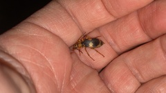 Pheropsophus jessoensis