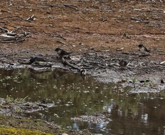 Petrochelidon nigricans
