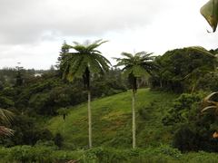 Sphaeropteris excelsa