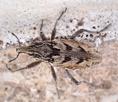 Coniocleonus