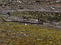 Petrochelidon nigricans