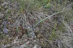 Calochortus macrocarpus