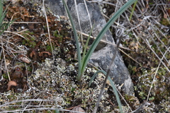 Calochortus macrocarpus