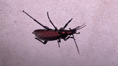 Carabus smaragdinus