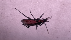 Carabus smaragdinus