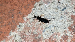 Gonolabis marginalis