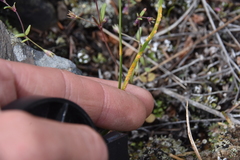 Puccinia granulispora