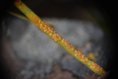 Puccinia granulispora