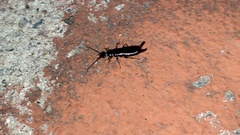 Gonolabis marginalis