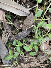 Oplismenus hirtellus