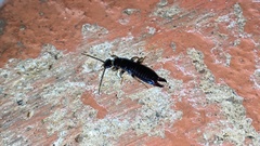 Gonolabis marginalis