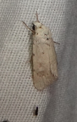 Leucocnemis perfundis