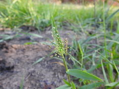 Dichanthelium acuminatum