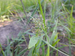 Dichanthelium acuminatum