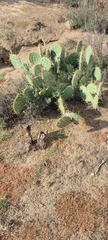Opuntia engelmannii