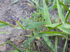 Dichanthelium acuminatum