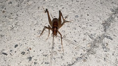 Tachycines asynamorus