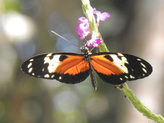 Heliconius
