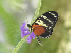 Heliconius