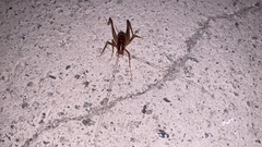 Tachycines asynamorus