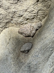 Pseudacris cadaverina