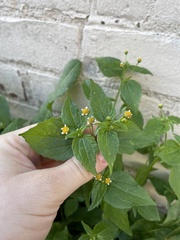 Galinsoga parviflora